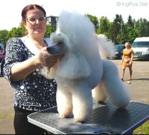 Dog Photo