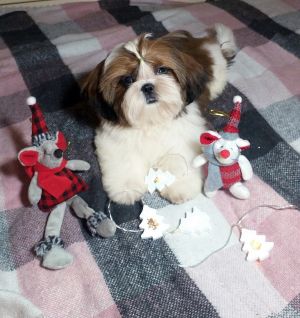 Dog Photo