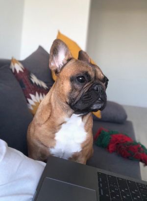 Dog Photo