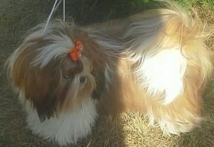 Dog Photo