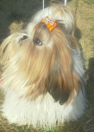 Dog Photo