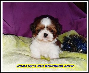 Dog Photo