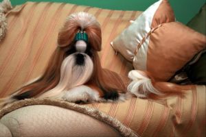 Dog Photo