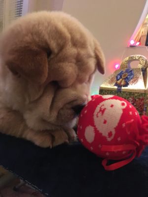 Dog Photo