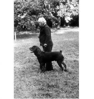 Dog Photo