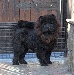 Dog Photo
