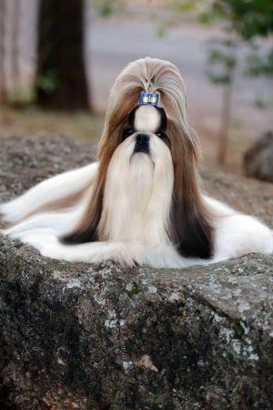 Dog Photo