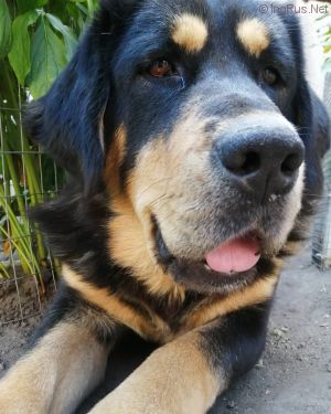 Dog Photo