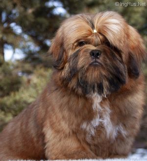 Dog Photo