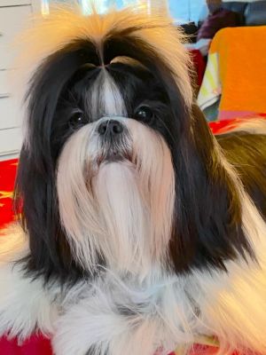Dog Photo