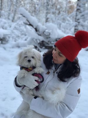 Dog Photo