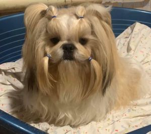 Dog Photo