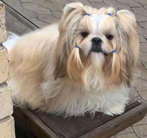 Dog Photo
