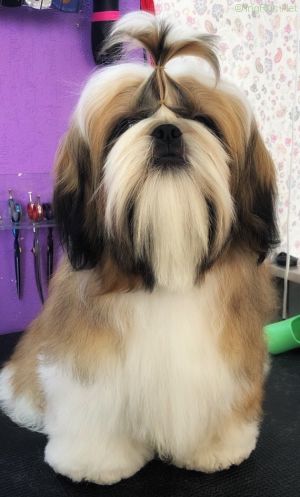 Dog Photo
