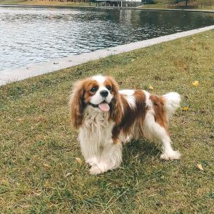 Dog Photo