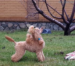 Dog Photo