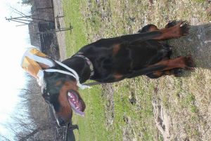 Dog Photo