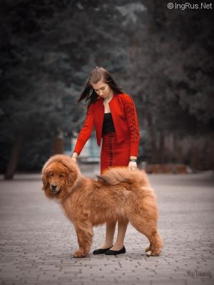 Dog Photo