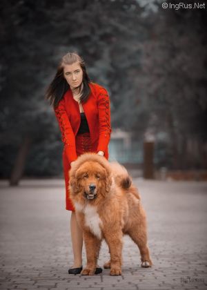 Dog Photo