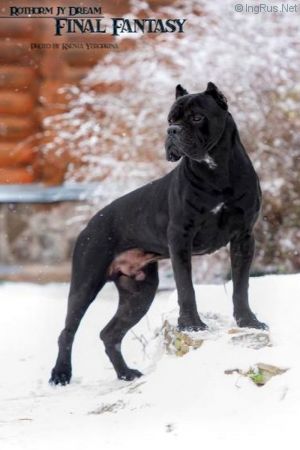 Dog Photo