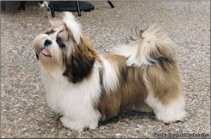 Dog Photo