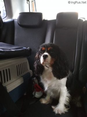 Dog Photo
