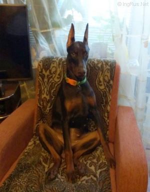 Dog Photo