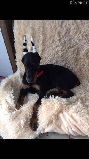 Dog Photo