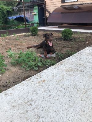 Dog Photo