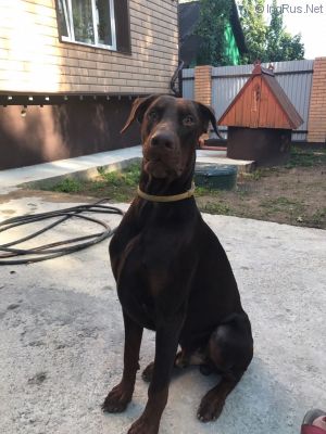 Dog Photo