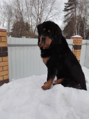 Dog Photo