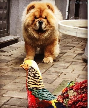 Dog Photo