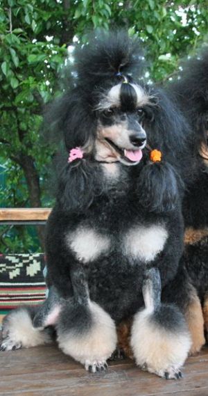 Dog Photo