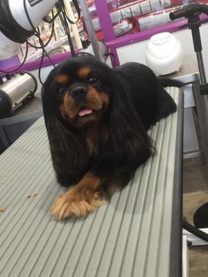Dog Photo