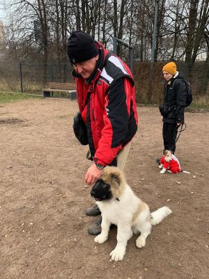 Dog Photo