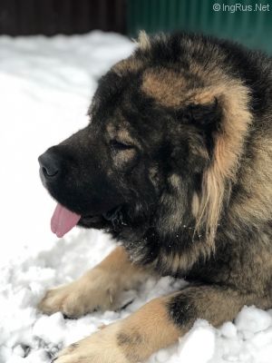 Dog Photo
