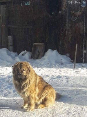 Dog Photo