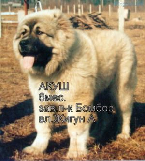 Dog Photo