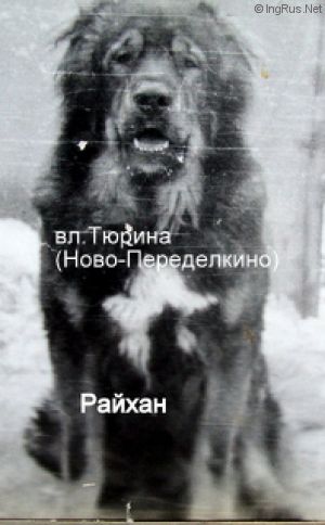 Dog Photo