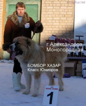 Dog Photo