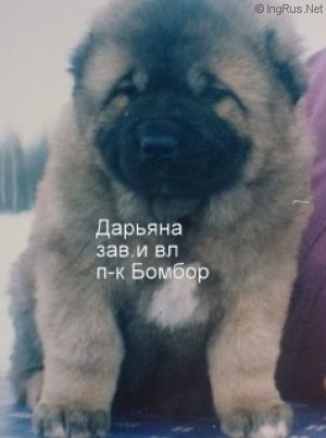 Dog Photo