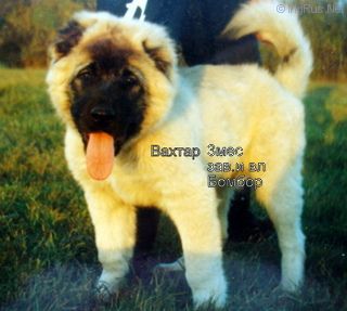 Dog Photo