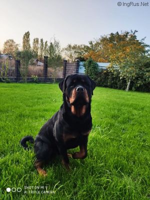 Dog Photo
