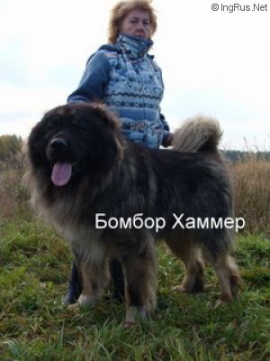 Dog Photo