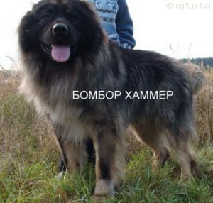 Dog Photo
