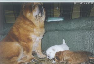 Dog Photo