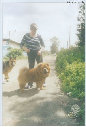 Dog Photo