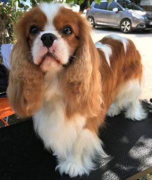 Dog Photo