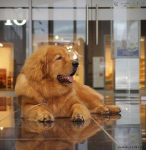 Dog Photo