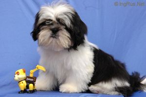 Dog Photo